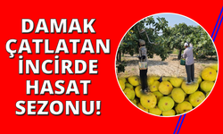 Aydın'ın damak çatlatan lezzeti taze incir, sofralarda yerini aldı