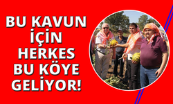 Manisa'da kavun hasadı gerçekleşti