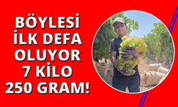 Manisa'da 7 kilo 250 gramlık üzüm salkımı
