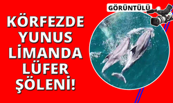 Erdek Körfezi'nde yunus sürprizi, Bandırma Limanı'nda lüfer şöleni