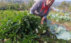 Demirci’de ilk kez pepino yetiştirildi