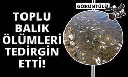 Kütahya'da toplu balık ölümleri tedirgin etti
