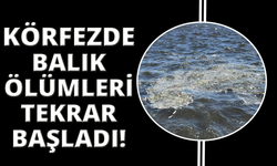 İzmir Körfezi’nde balık ölümleri yeniden başladı