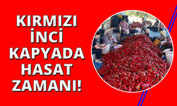 Manisa'da kapya biberde hasat zamanı