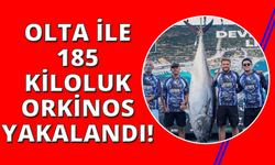 İzmir'de 2.5 saat mücadeleyle 185 kiloluk dev orkinos yakalandı