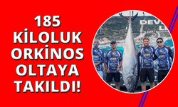 İzmir'de 2.5 saat mücadeleyle 185 kiloluk dev orkinos yakalandı