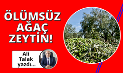 Ölümsüz Ağaç Zeytin