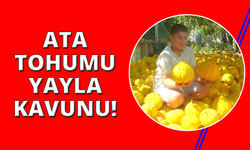 Ata tohumu yayla kavunu yüz yıllardır yaşatılıyor