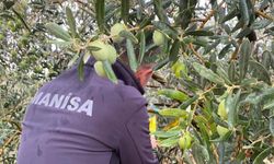 Manisa’da zeytincilere çifte uyarı
