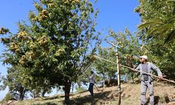 Nazilli’de kestane işçi yevmiyeleri belli oldu