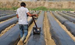 Aydın’da kış çileği hazırlıkları başladı