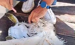 Çuvala dolanan deniz kaplumbağasını çevreciler kurtardı