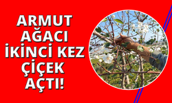 Manisa'da armut ağacı ikinci kez çiçek açtı