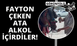 Muğla'da fayton çeken ata alkol içirdiler