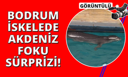 Bodrum iskelede fok sürprizi