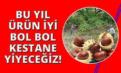 Aydın'da kestane üreticilerinin hasat telaşı sardı