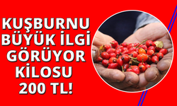 Dikenlerin arasında zahmetle toplanan kuşburnuna rağbet arttı