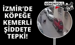 İzmir'de köpeğe kemerli şiddet