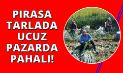 İzmir'de kış sebzesi pırasada hasat heyecanı
