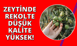 Manisa'da zeytinde rekolte düşük, kalite yüksek