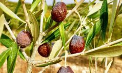 Karaburun Furma Zeytini hasadı başladı