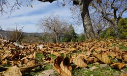 Aydın dağları sonbahara kucak açtı
