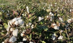 Yağışlar pamuğu etkiledi