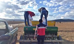 Çavdarhisar’da buğday ve tritikale tohumlarının ekimi yapıldı