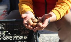 Beşbıyık meyvesi tezgahlarda yerini aldı