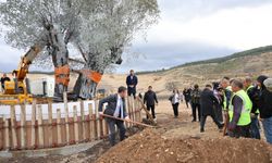 Milas'ta 3 asırlık zeytin ağacı yeni yerine törenle taşındı