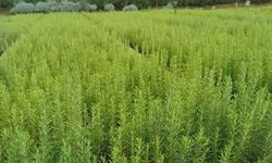 Muğla'da atıl araziler biberiye ile canlanıyor