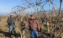 Sarıgöl’de bağ budama işçi ücretleri belli oldu