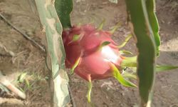 Aydın'da pitaya üretimi genişliyor
