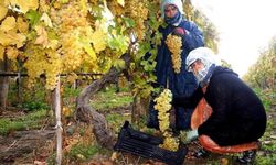 Sarıgöl’de üzüm hasadı aralıksız sürüyor
