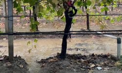 Manisa'da özlenen yağışlar çiftçinin yüzünü güldürdü