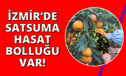 Rekolte arttı, Satsuma mandalinası pazarda yerini aldı