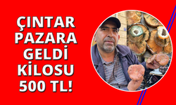 Aydın'da çıntar çıktı, kilosu 500 TL