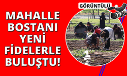 İzmir'de mahalle bostanlarında kış dikimleri başladı