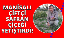 Manisa'da safran çiçeği yetiştirildi