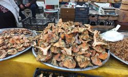 Balıkesir’de yağmur yağdı, mantar fışkırdı