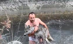 Kütahya'da su kanalına düşen karaca kurtarıldı