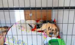 Sahiplendiği iki köpeği sokağa atan şahsa 172 bin TL ceza