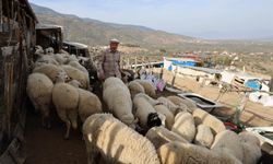 Şap karantinası meraları boşalttı