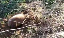 Yer altının gizemli canlısı Manisa’da ortaya çıktı