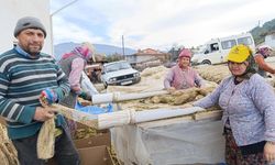 Selendi’de tütünde hasat bitti, kolileme mesaisi başladı