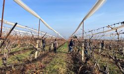 Buldan'da asmalar yeni sezona hazırlanıyor