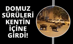 İzmir, sokaklarında domuz sürüleri sıradan hale geldi