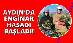 Coğrafi İşaretli Aydın Enginarı'nda yılın ilk hasadı yapıldı