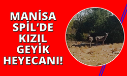 Kızıl geyikler aylar sonra Spil Dağı’nda yeniden görüntülendi