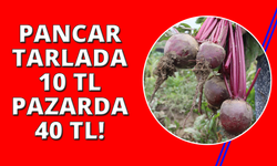 İzmir'in bereketli topraklarında ‘Kırmızı elmas' mesaisi